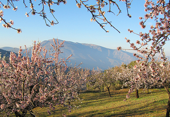 Cherry blossom in the Alpujarras region