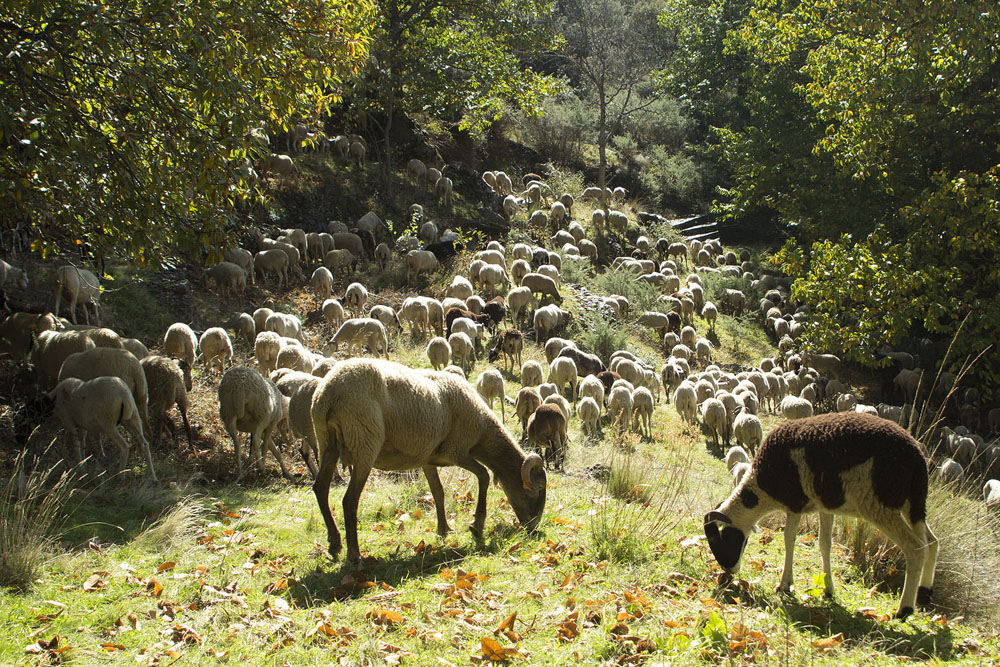 Sheep grazing on fresh grassland near Bubion