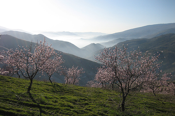 Almond trees flowering in early spring
