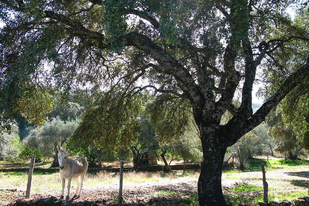 Donkey in olive grows