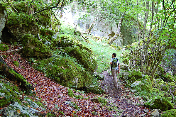 Walk through forests in Cabrales