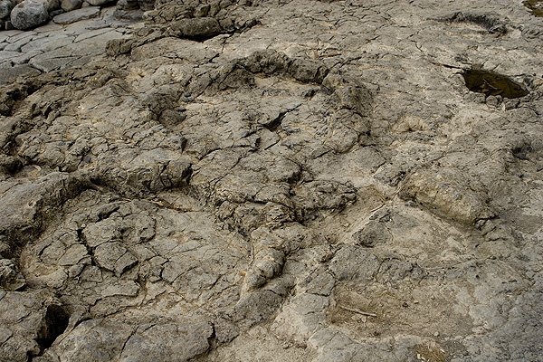Real dinosaur footprints in La Griega beach