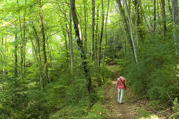 Exotic beech woods mix with Mediterranean forests