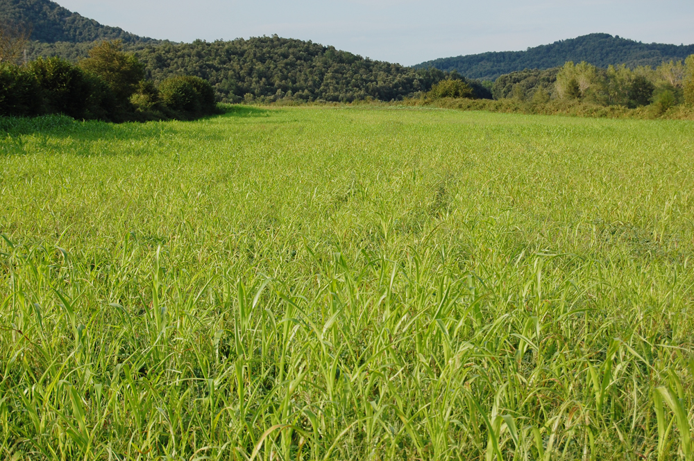 Large green cultivated fields in Girona