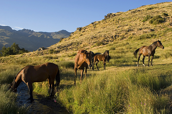 Horses in the High Alpujarras
