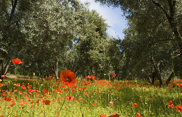 Olive groves in spring