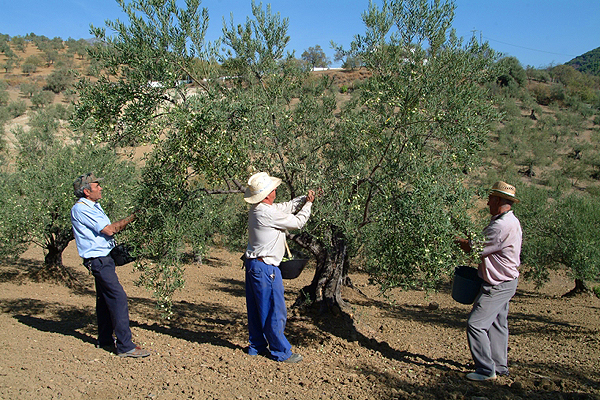 Collecting olives in northern Andalucia