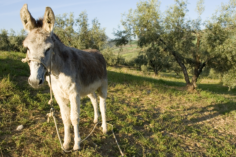 Spanish donkey near La Joya