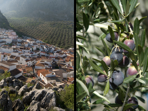 Ronda: Mediterranean interior / Olives
