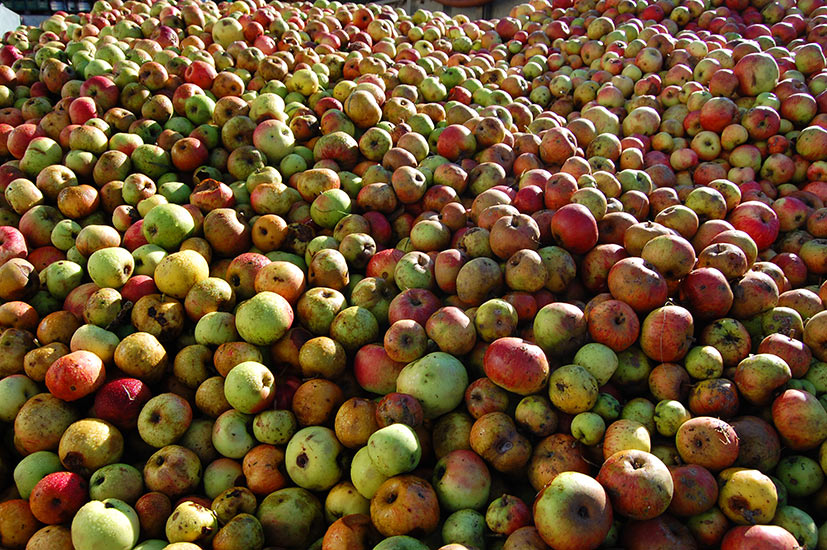 Asturian apples for cider