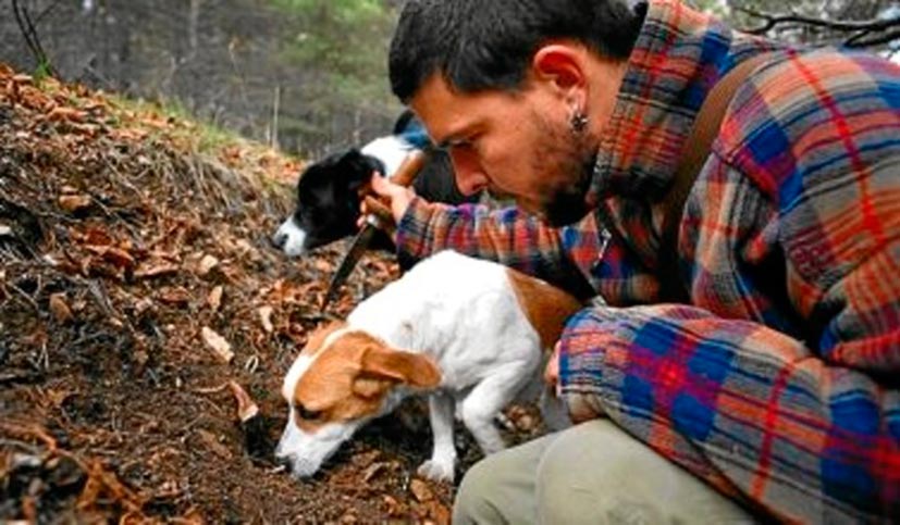 searching truffles with dogs