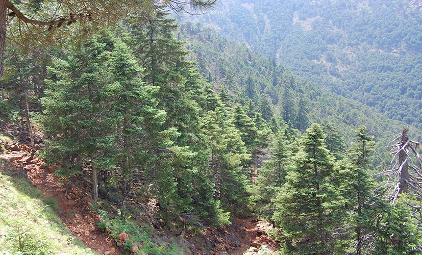 fir tree forest genalguacil