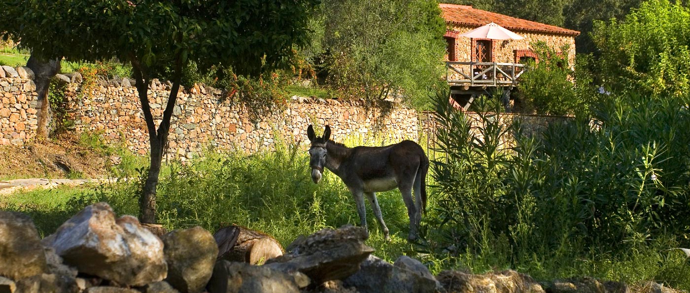 The Cottage in the background and a donkey