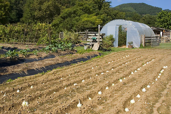 Vegetales orgánicos de temporada