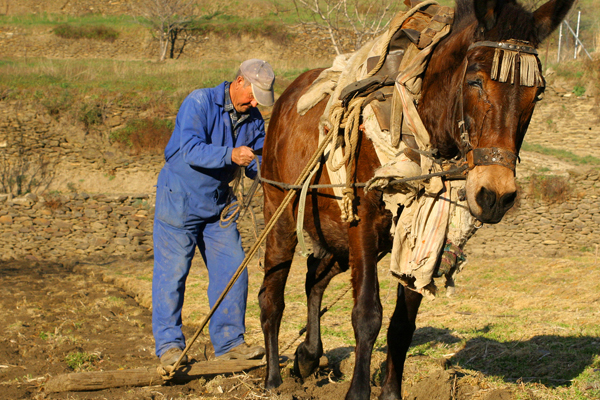 Traditional farming