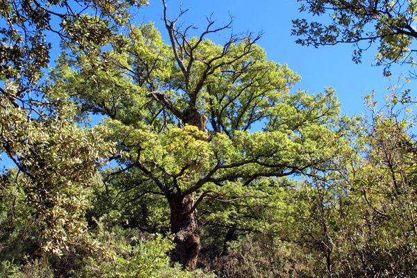 Ancient chestnut trees in Bubion