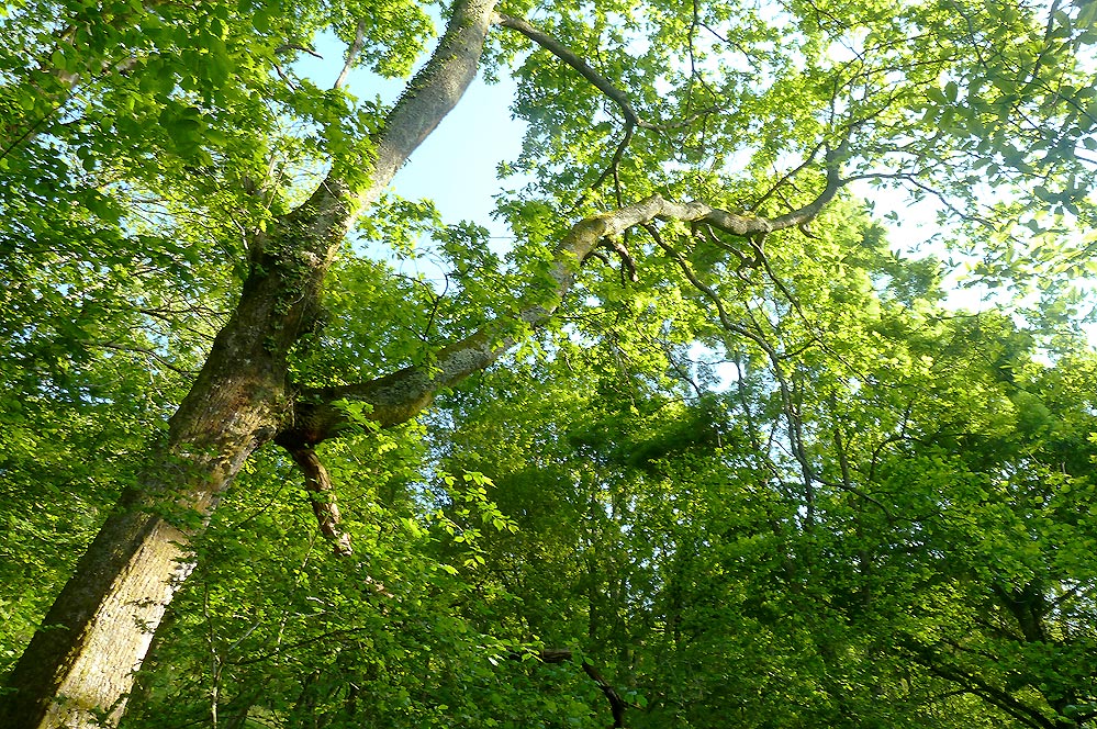 Extensos terrenos privados y boscosos