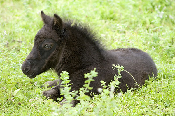 Asturcon :  the ancient Asturian horse