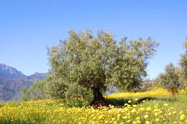 Los jardines en primavera