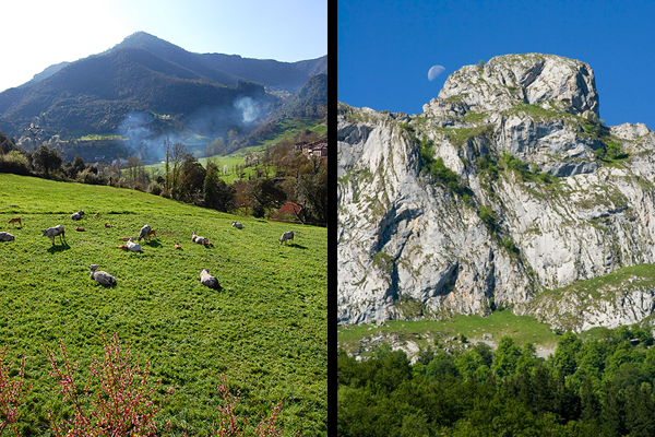 Cattle and mountains : this is Liebana