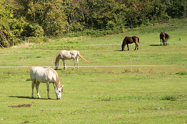 Horses in El Girones area