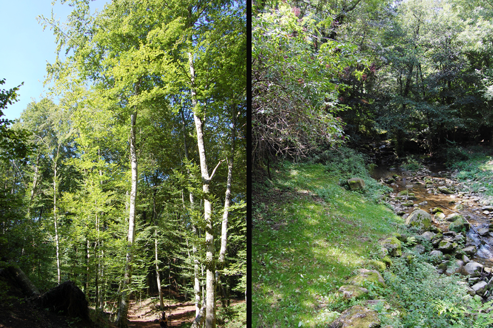 Although Mediterranean, Girona woods look Northern European