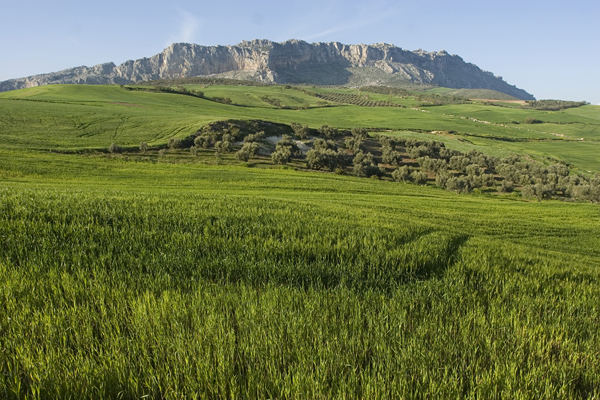 Antequera region in spring