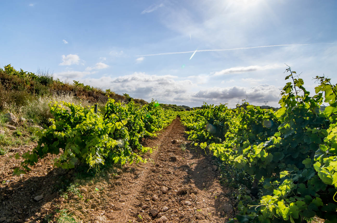 Estás rodeado de viñedos 