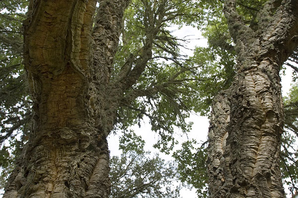 Well preserved forests in Aracena region