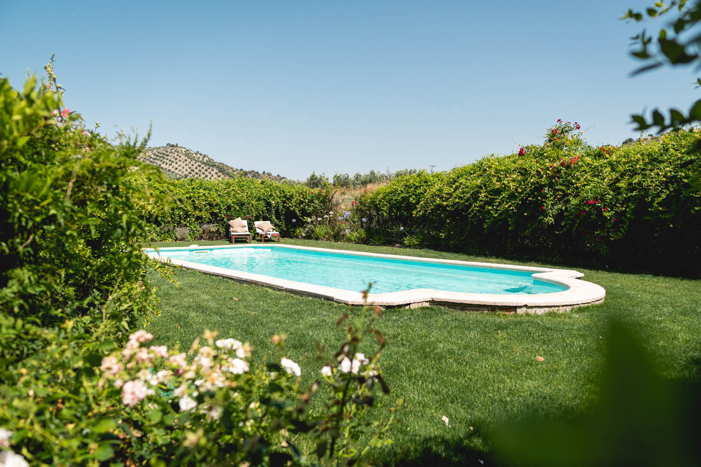 Pool surrounded by bushes and shrubs