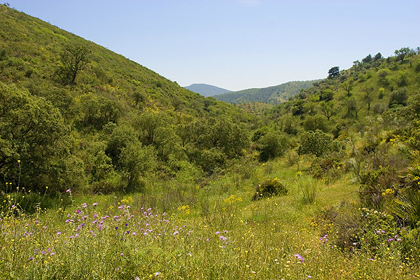 Wild flowers in Axarquia countrsyide in Spring 2012