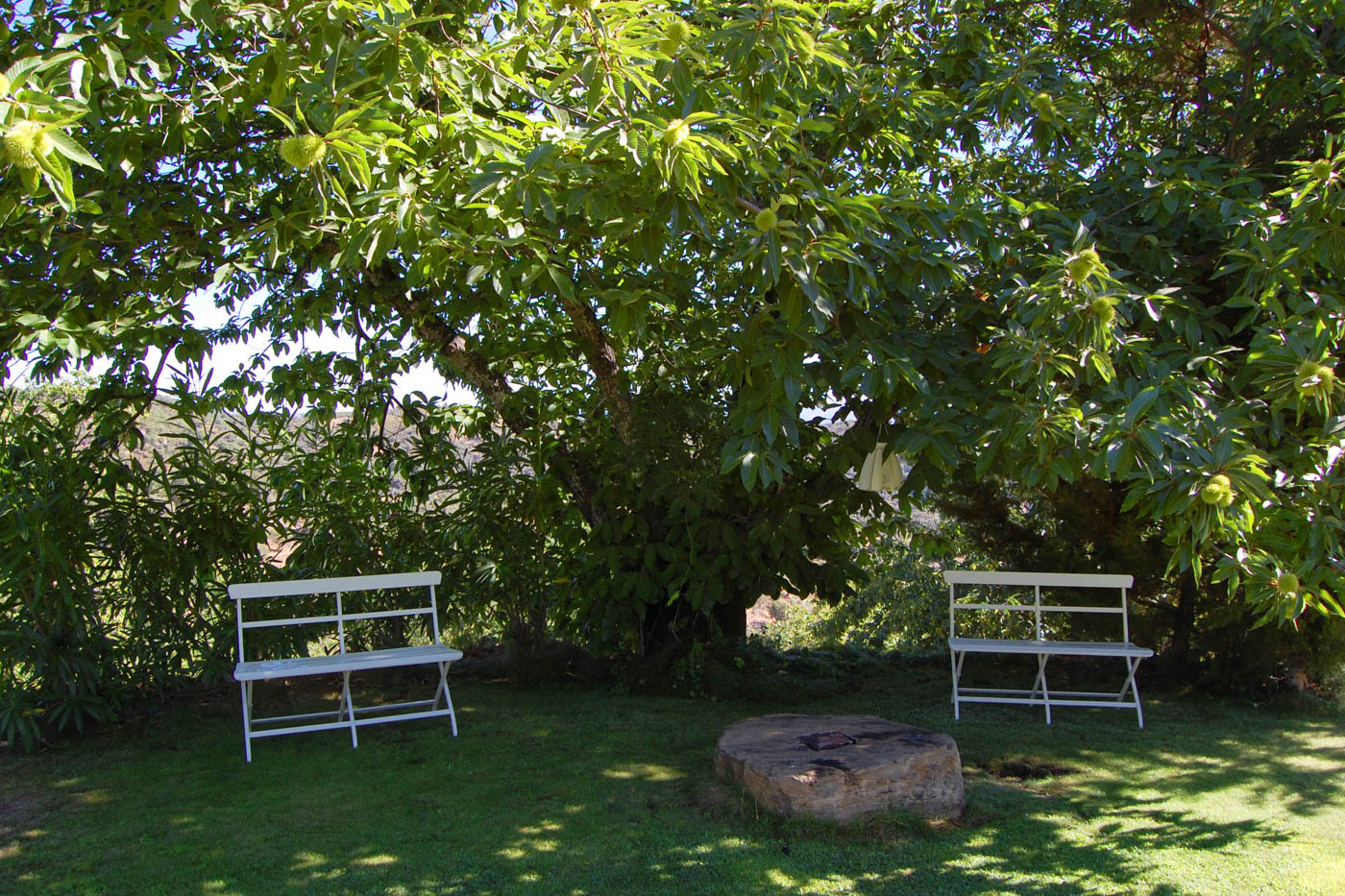 Pretty shaded corner by chestnut tree