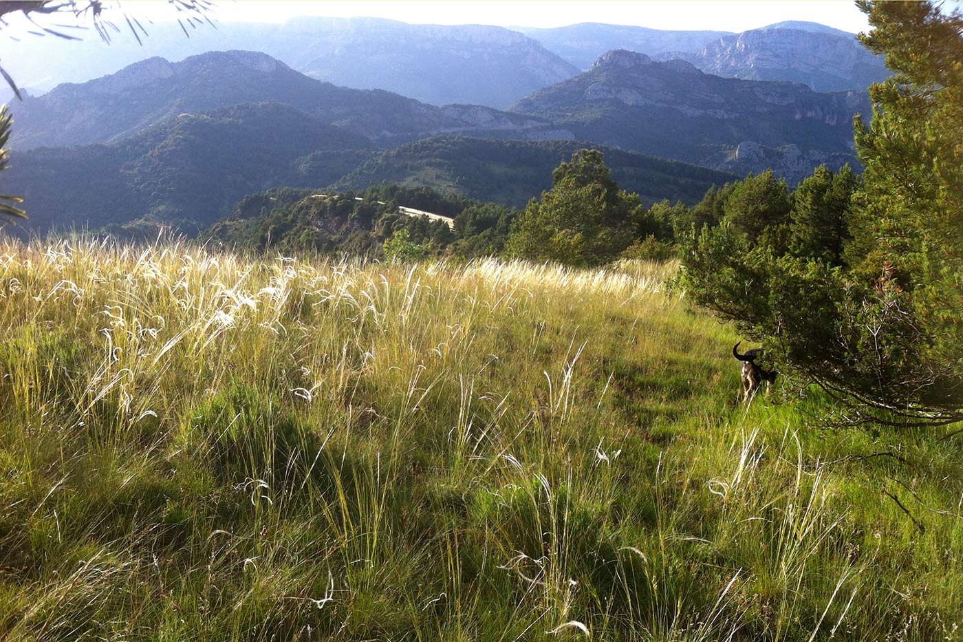 The property is set in a large finca