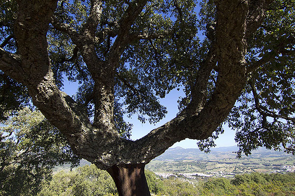 Cork oak