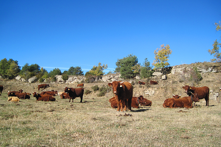 Vacas locales esperando un poco de lluvia
