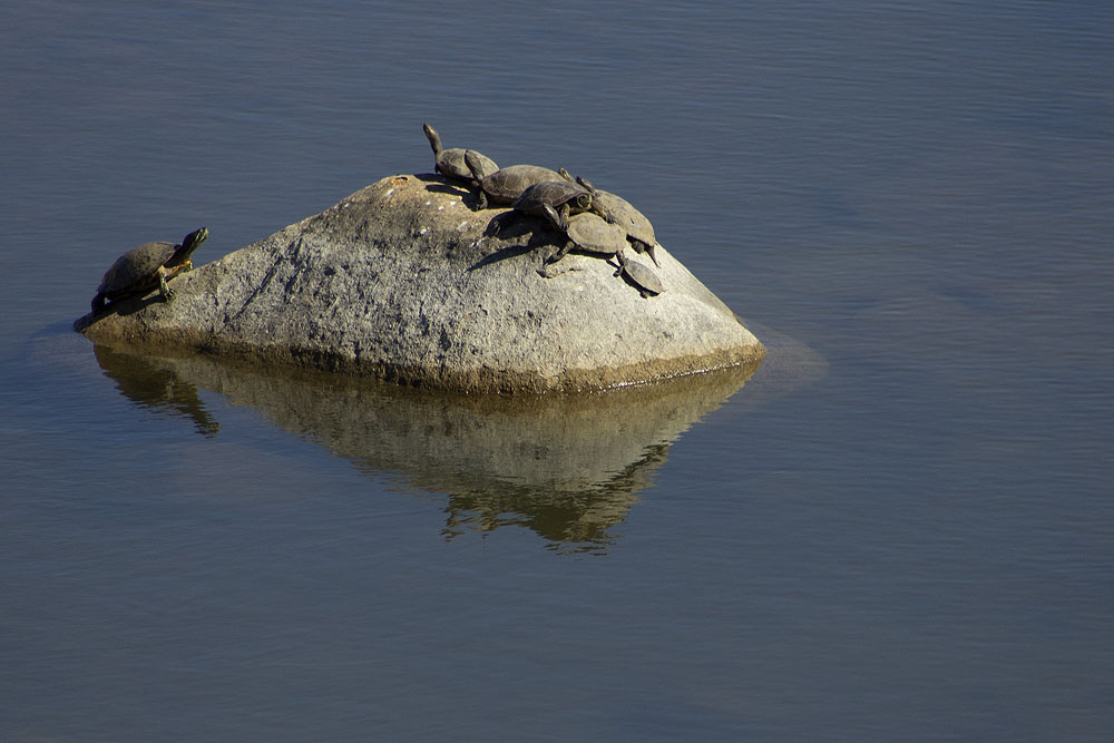 Turtles at Hozgarganta