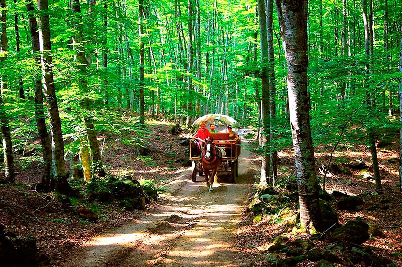 Horse carriage in Garrotxa