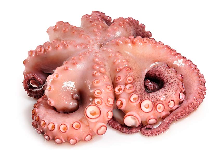 Fresh octopus