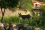 The Cottage in the background and a donkey