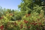 Large gardens