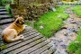 Lazy and tranquil dog looks after the sheep