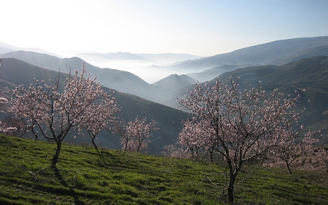 Almond trees flowering in early spring