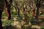 Bosque de alcornoques encima de la finca 