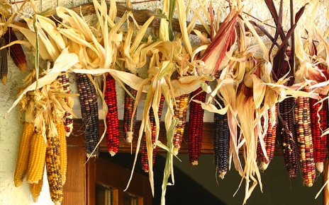 Drying corns in Ferreirola, La Taha