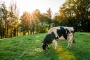 Grazing cows