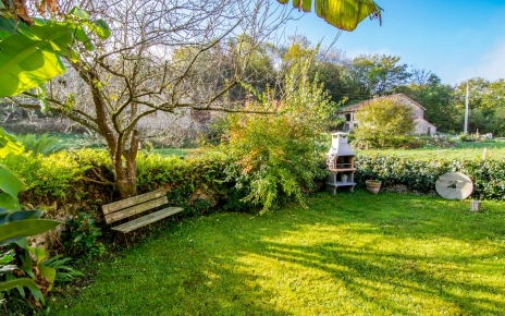 Banana tree grows in this garden