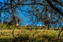 Sheep grazing above your cottage