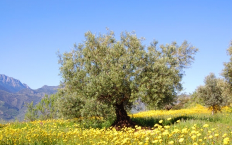 Los jardines en primavera
