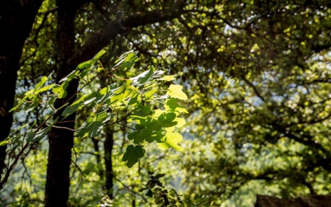 Terrenos frondosos privados en la propiedad