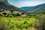 Vineyards above the village